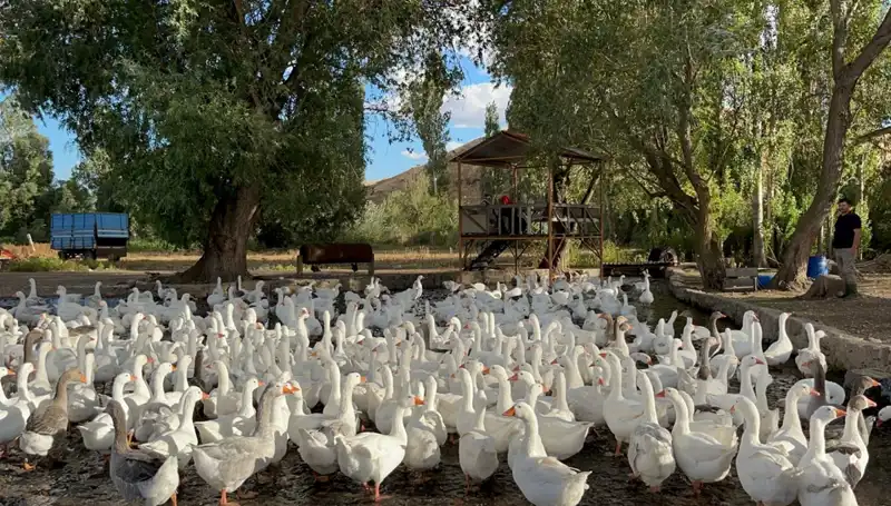Sofralık Lezzet: Tüketici Psikolojisi Üzerindeki Etkileri ve Fiyat Artışı