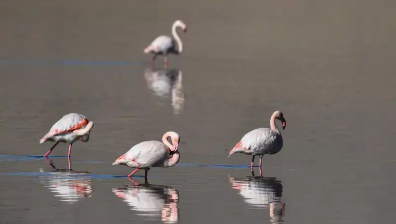 Kuraklık Flamingo Cennetini Tehdit Ediyor: Psikolojik Etkileri Neler?
