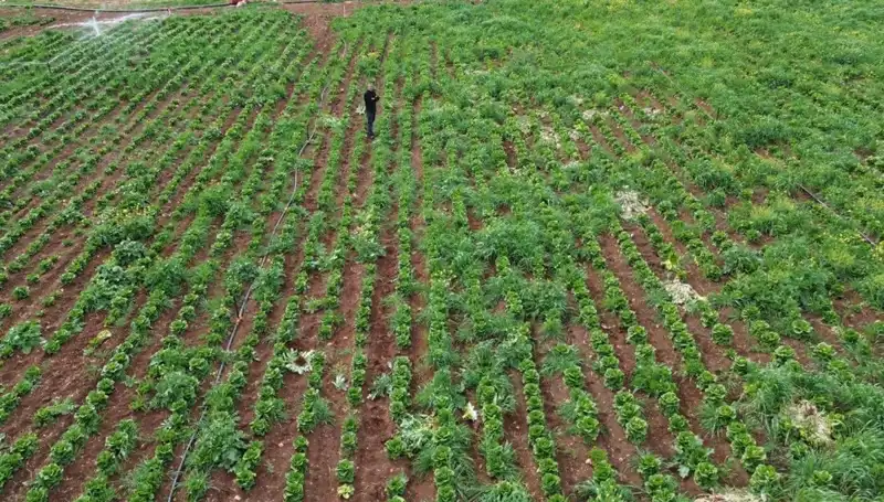 Kuraklık Marul Hasadını Tehdit Ediyor: Psikolojik Etkileri Neler?