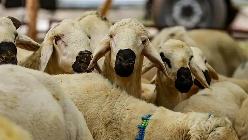 Kurban Bayramı 2025: Kurban Kesimi Hakkında Her Şey