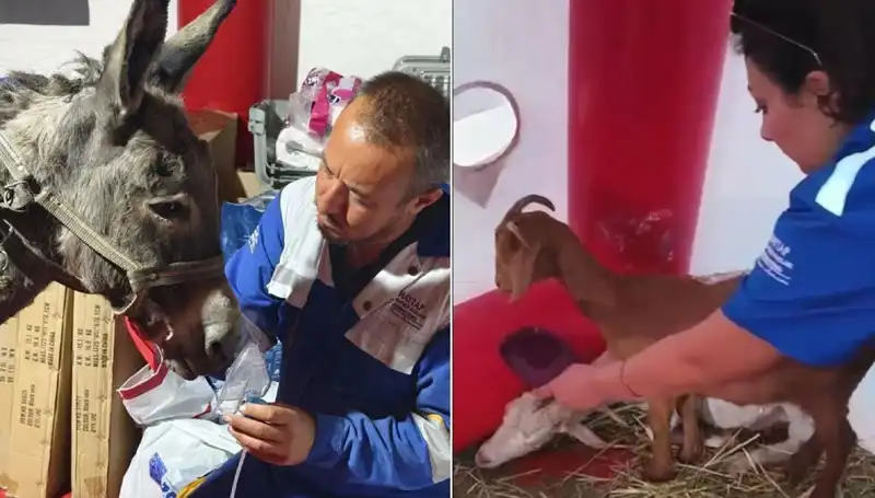 Yangından Etkilenen Eşeğe Uygulanan Oksijen Maskeli Tedavi ile Uygulamalar Gelişiyor