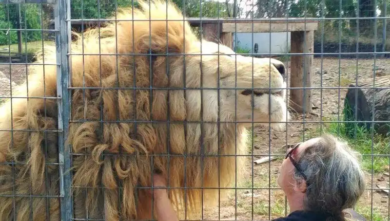 Avustralya'da Aslan Saldırısı: Fırsatçı Bir An ve Duygusal Yaralar