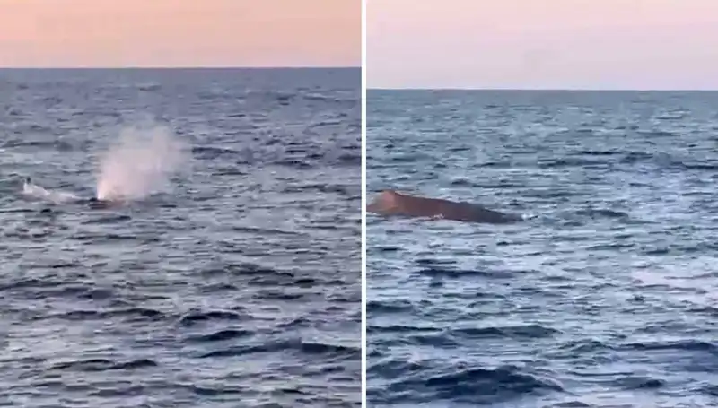 Antalya'da Deniz Canlılarına Dair Şaşırtıcı Bir Görüntü: Balina Su Püskürttü!