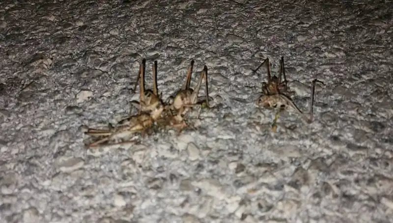 Yüzlerce Çekirgenin Yolu İstila Etmesi: Psikolojik Etkiler Neler?