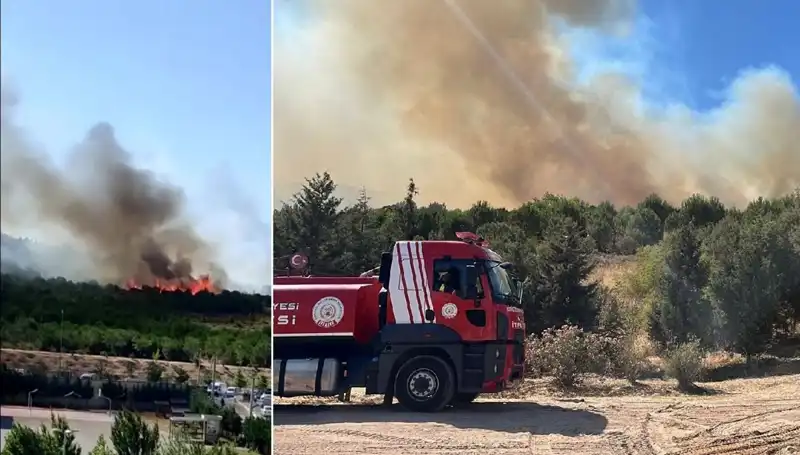 Gebze Orman Yangını: Psikolojik Etkileri ve Toplumsal Tepkiler