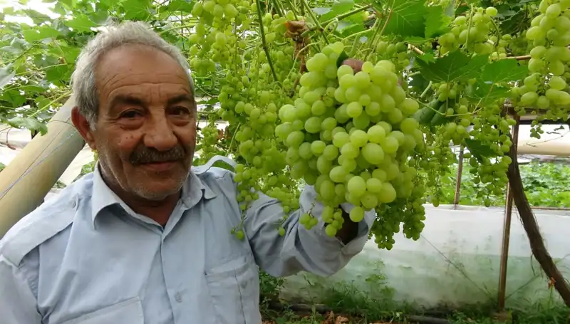 Zirai Don Etkisi: Meyve Fiyatlarında Şok Artış ve Psikolojik Yansımaları