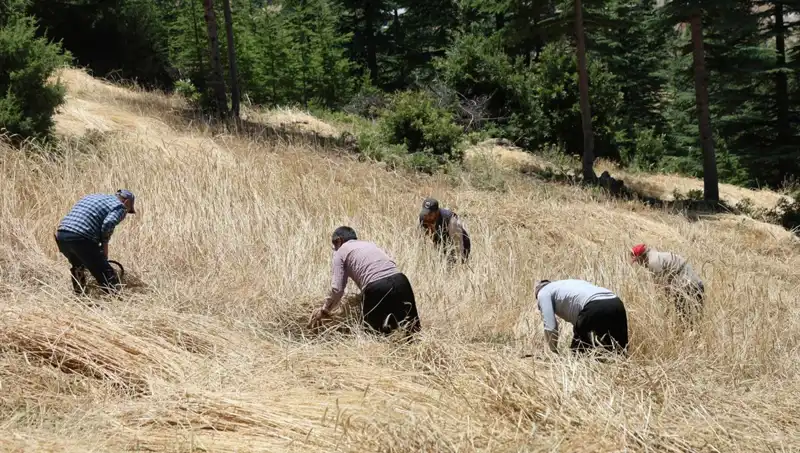 Tarımda Duygusal Bağ: Ellik ve Orakla Hasat Devri Yeniden Başlıyor