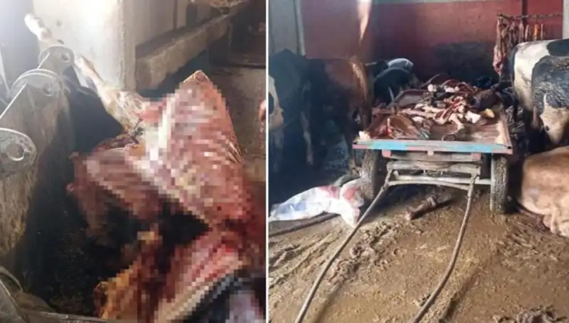 Adana'da Hayvan Hakları İhlali: 2,5 Ton At Eti Ele Geçirildi