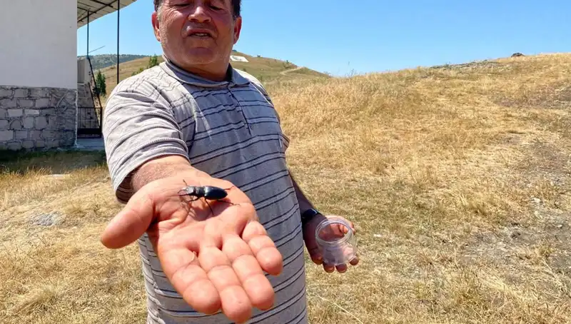 Sivas’ta Tanık Olunan Ender Bir Olay: Böceği Öldürmenin Cezası 557 Bin TL!