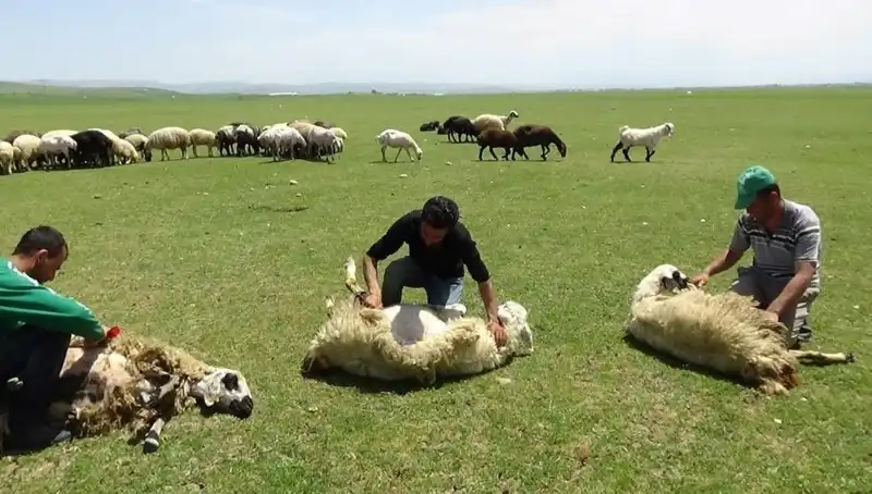 Dağların Zirvesinde Koyun Kırkmanın Psikolojik Faydaları ve Zorlukları