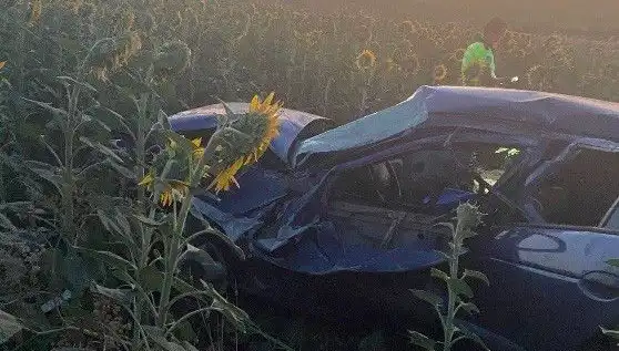 Otomobilin Ayçiçeği Tarlasına Devrilmesi: Psikolojik Etkileri ve Toplum Üzerindeki Yansımaları