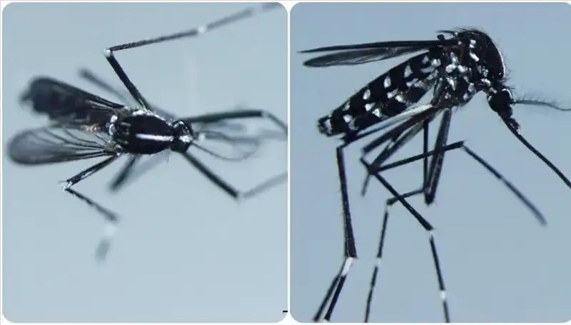 Chikungunya Virüsü: Belirtileri ve Yaygın Olduğu Ülkeler Hakkında Bilmeniz Gerekenler