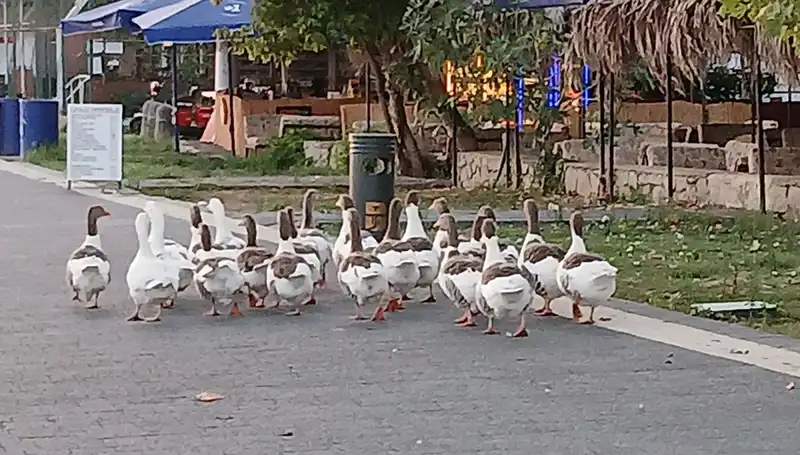 Denizde Yüzdükten Sonra Kümese Kapatılan Kazlar Hakkında Şok İddia!