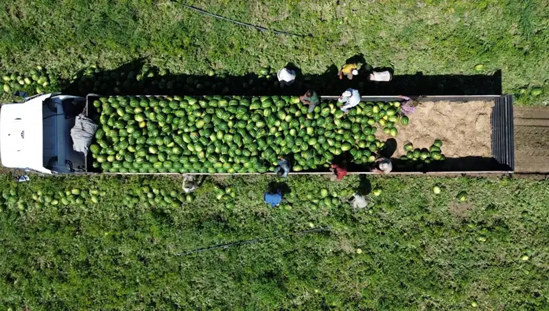 Karpuz Rekoltesi Artıyor: Bafra Ovası’nda 94 Bin 500 Ton Bekleniyor