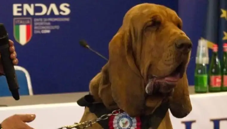 Arama Köpeğine Yapılan Suikast: Çivili Sosisle Saldırı Şok Etti