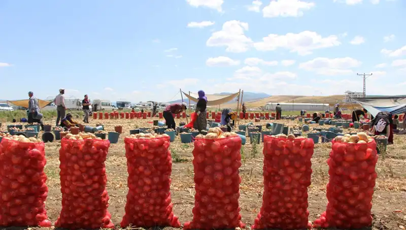 Amasya Elması: Avrupa’nın ve Rusya’nın Doğal Tatlı Çekiciliği