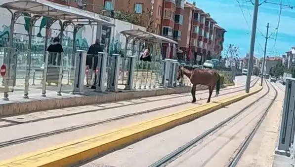 Eskişehir'de Tramvay Raylarında Görülen Baş Boş Atın Psikolojik Etkileri